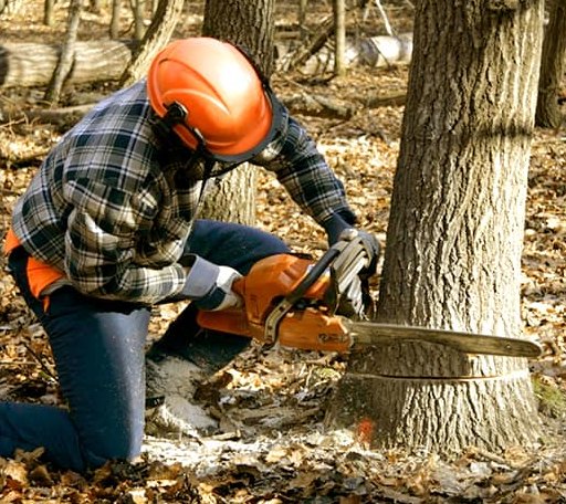 Tree Removal in Waldron, WA